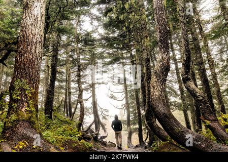 Wandern Sie auf dem Alpine Loop Trail durch den schönen gemäßigten Regenwald - Mount Roberts - Juneau, Alaska, USA Stockfoto