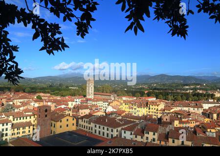 Blick vom Torre Guinigi, Guinigi Tower, Lucca Italien Stockfoto