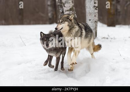 Grauer Wolf (Canis lupus) kollidiert mit dem Black Phase Wolf im Woods Winter - Gefangene Tiere Stockfoto