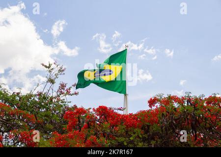 Goiânia, Goias, Brasilien – 18. Oktober 2022: Eine brasilianische Flagge, die an einem sonnigen Tag mit blauem Himmel über einem Baum mit dem Namen Flamboyant, blumig, zu sehen ist. Stockfoto