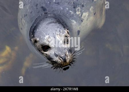 Nahaufnahme eines Hafen- (oder Hafen-) Seehunds (Phoca vitulina) - Ketchikan, Alaska, USA Stockfoto