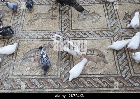 18. Oktober 2022, Gaza-Stadt, Der Gazastreifen, Palästina: Vögel, die auf einem Mosaikboden aus der byzantinischen Zeit standen und von einem palästinensischen Bauern in Al-Bureij im zentralen Gazastreifen entdeckt wurden, und der Mann sagt, dass er sie beim Pflanzen eines Olivenbaums im vergangenen Frühjahr gefunden und ihn über mehrere Monate mit seinem Sohn ruhig gegraben hat. Experten sagen, dass die Entdeckung des Mosaiks - das 17 gut erhaltene Bilder von Tieren und Vögeln enthält - einer der größten archäologischen Schätze in Gaza ist. Sie sagen, dass sie die Aufmerksamkeit auf die Notwendigkeit lenkt, die Altertümer des Gazastreifens zu schützen, die durch einen Mangel an Ressourcen bedroht sind Stockfoto