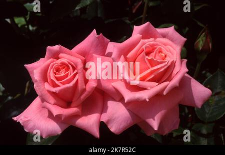 NAHAUFNAHME DER ROSAFARBENEN ROSEN 'MICHELLE JOY' (HYBRIDE TEEROSEN). Stockfoto