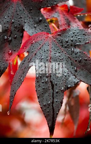Dunkle Blätter in der Nähe, Herbstliches, Farbe, Wassertropfen auf Herbstblättern Sweetgum Liquidambar styraciflua 'Lane Roberts' Stockfoto