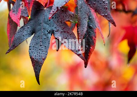 Liquidambar styraciflua Herbstblätter und -Tropfen auf einem nassen Blatt, Detail Süßes Gummi, Liquidambar styraciflua 'Lane Roberts' Stockfoto