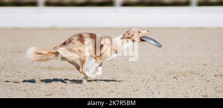 Australischer Schäferhund läuft und trägt mit einer fliegenden Scheibe in den Zähnen. Haustiere spielen im Freien. Aussie. Sportveranstaltung, Leistung im Sport. Hund Stockfoto