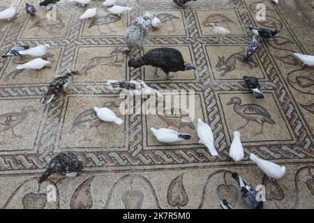 18. Oktober 2022, Gaza-Stadt, Der Gazastreifen, Palästina: Vögel, die auf einem Mosaikboden aus der byzantinischen Zeit standen und von einem palästinensischen Bauern in Al-Bureij im zentralen Gazastreifen entdeckt wurden, und der Mann sagt, dass er sie beim Pflanzen eines Olivenbaums im vergangenen Frühjahr gefunden und ihn über mehrere Monate mit seinem Sohn ruhig gegraben hat. Experten sagen, dass die Entdeckung des Mosaiks - das 17 gut erhaltene Bilder von Tieren und Vögeln enthält - einer der größten archäologischen Schätze in Gaza ist. Sie sagen, dass sie die Aufmerksamkeit auf die Notwendigkeit lenkt, die Altertümer des Gazastreifens zu schützen, die durch einen Mangel an Ressourcen bedroht sind Stockfoto