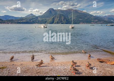 Enten am Ufer des Comer Sees und Segelboote bei Sonnenuntergang, Bellagio, Lombardei, Italien Stockfoto