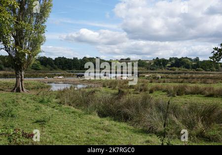 Wasserwiesen auf dem River exe bei Topsham, Devon Stockfoto