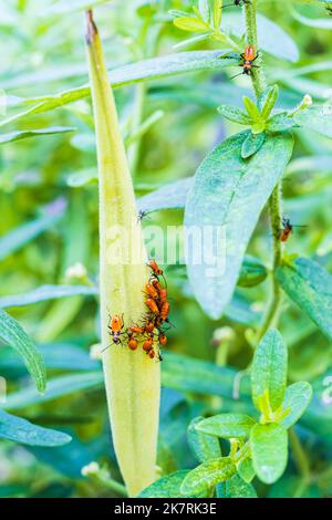 Große Milchkrautwanzen, Oncopeltus fasciatus, wurden auf einer Milchkrautkernschote in Wichita, Kansas, USA, gesammelt. Stockfoto