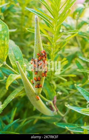 Große Milchkrautwanzen, Oncopeltus fasciatus, wurden auf einer Milchkrautkernschote in Wichita, Kansas, USA, gesammelt. Stockfoto