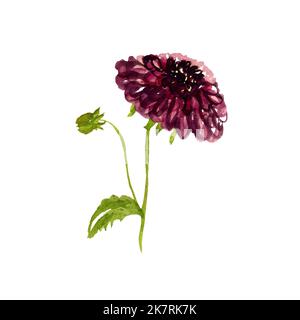 Dunkelrosa Dahlia eine niedliche Aquarell-Illustration Stockfoto