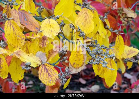 Hamamelis Herbst, Hamamelis 'Pallida', Hexe Hasel 'Pallida', Hamamelis x intermedia, Gelb, Blätter vergilben Strauch Stockfoto