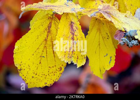 Hamamelis Blätter Herbst, Hamamelis Herbst, Hamamelis x intermedia Pallida, Hexe Hasel Stockfoto