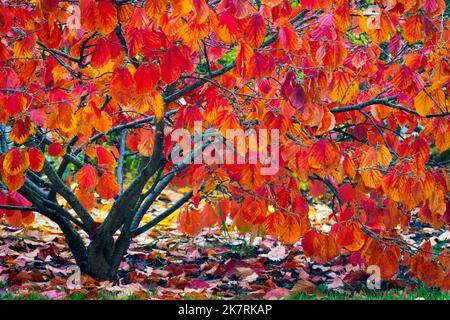 Hamamelis Herbstlaub Hexe Hazel Hamamelis x intermedialer Herbstbaum hinterlässt Hexe Haselstrauch im Garten Hexe Haselgarten Stockfoto