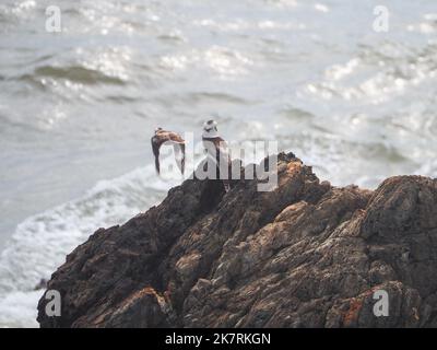 Zwei Kookaburras oder Königsfischer, einheimische australische Vögel, auf einigen Felsen am Meer, einer fliegt, Pazifik, NSW, Australien Stockfoto