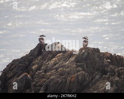 Kookaburras oder Königsfischer, einheimische australische Vögel, Köpfe drehten sich um einander, auf einigen Felsen am Meer, Pazifik, NSW, Australien Stockfoto