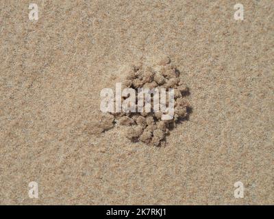 Dinge am Meer, ein Haufen Sandbälle oder Pellets, die von Sandbubberkrabben gebildet werden, Nebenprodukt nach dem Herausfiltern von Nährstoffen, Australian Beach Stockfoto