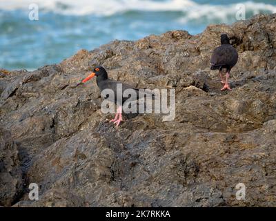 Vögel, Austern auf den Felsen am Meer, Australien Stockfoto