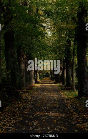 Kleiner Weg durch eine herbstliche Allee Stockfoto