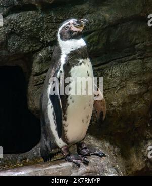 Der Humboldt-Pinguin (Spheniscus humboldti) steht auf einem Felsen Stockfoto