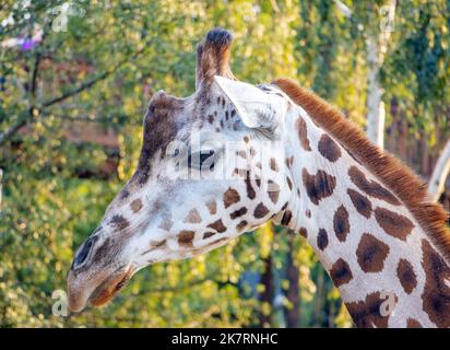 Porträt einer nubischen Giraffe - Giraffa camelopardalis rothschildi (GIRAFFA CAMELOPARDALIS) Stockfoto