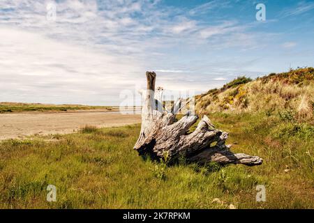 Ein großer Treibholzstumpf ruht auf dem Gras in der Nähe des Strandes im Giffiths-Priday State Park im Bundesstaat Washington. Stockfoto