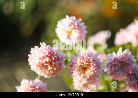 Unschärfe schöne Blumen von Chrysanthemen. Farbenfrohe Herbstchronse. Postkarte oder Kalender. Nicht fokussiert Stockfoto