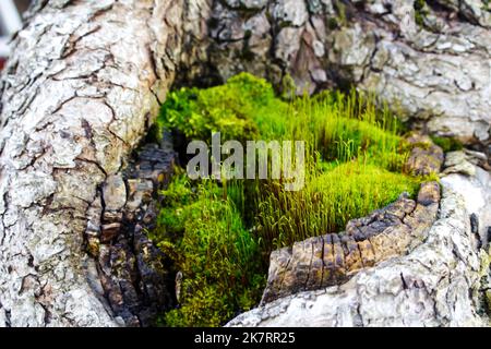 Unschärfe-Baumstamm mit Moos. Schönes grünes Moos auf dem Boden, Moos aus der Nähe, Makro. Schöner Hintergrund von Moos für Tapeten. Nicht fokussiert Stockfoto