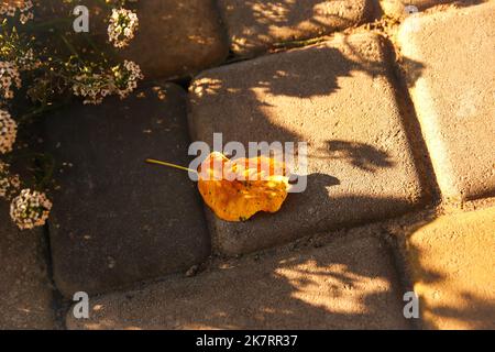 Unschärfe letzten gelben Blatt Ling auf dem Boden draußen auf verschwommenem Hintergrund der Spätherbst Wald. Symbol des späten verregneten Herbstes. Dunkler Herbst. Nicht fokussiert Stockfoto