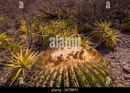 Nahaufnahme eines Echinocactus plathyacantus (Schwiegermutter) Kakteen im Tehuacan-Cuicatlan Biosphärenreservat (UNESCO-Weltkulturerbe) in der Nähe des Stockfoto
