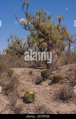 Landschaft mit Echinocactus plathyacantus (Schwiegermutter) Kakteen und Beaucarnea recurvata, der Elefantenfußbaum oder Pferdeschwanzpalme am Tehuaca Stockfoto