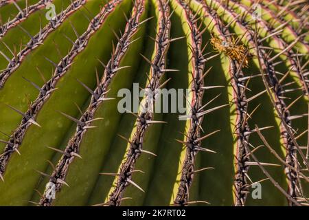 Nahaufnahme eines Echinocactus plathyacantus (Schwiegermutter) Kakteen im Tehuacan-Cuicatlan Biosphärenreservat (UNESCO-Weltkulturerbe) in der Nähe des Stockfoto