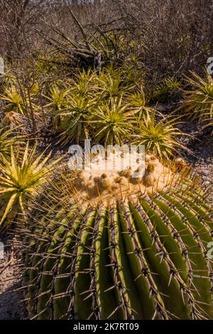 Nahaufnahme eines Echinocactus plathyacantus (Schwiegermutter) Kakteen im Tehuacan-Cuicatlan Biosphärenreservat (UNESCO-Weltkulturerbe) in der Nähe des Stockfoto