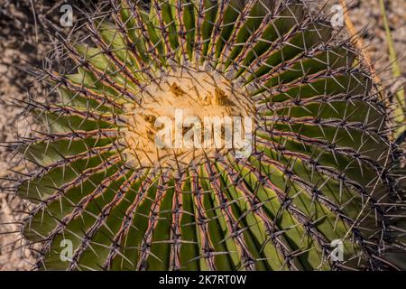 Nahaufnahme eines Echinocactus plathyacantus (Schwiegermutter) Kakteen im Tehuacan-Cuicatlan Biosphärenreservat (UNESCO-Weltkulturerbe) in der Nähe des Stockfoto
