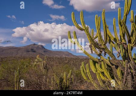 Landschaft mit Kakteen, einschließlich Myrtillocactus geometrizans (Garambullo), im Biosphärenreservat Tehuacan-Cuicatlan (UNESCO-Weltkulturerbe) nea Stockfoto