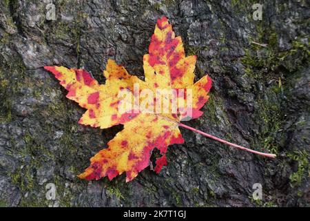 Ein leuchtend gelbes und rotes Ahornblatt auf der Baumrinde in der Nähe des Watkins Glen State Park, New York, USA Stockfoto
