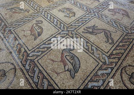 Detail des Mosaikbodens aus der byzantinischen Zeit, der kürzlich von einem palästinensischen Bauern in Bureij im zentralen Gazastreifen entdeckt wurde. Der palästinensische Bauer sagt, er sei letztes Frühjahr beim Pflanzen eines Olivenbaums auf ihn gestoßen und habe ihn über mehrere Monate mit seinem Sohn ruhig ausgegraben. Experten sagen, dass die Entdeckung des Mosaikbodens - der 17 gut erhaltene Bilder von Tieren und Vögeln enthält - einer der größten archäologischen Schätze in Gaza ist. Sie sagen, es lenkt die Aufmerksamkeit auf die Notwendigkeit, die Altertümer des Gazastreifens zu schützen, die durch einen Mangel an Ressourcen und die ständige Bedrohung durch den Kampf mit bedroht sind Stockfoto