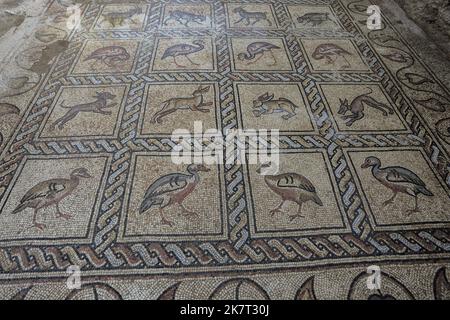 Detail des Mosaikbodens aus der byzantinischen Zeit, der kürzlich von einem palästinensischen Bauern in Bureij im zentralen Gazastreifen entdeckt wurde. Der palästinensische Bauer sagt, er sei letztes Frühjahr beim Pflanzen eines Olivenbaums auf ihn gestoßen und habe ihn über mehrere Monate mit seinem Sohn ruhig ausgegraben. Experten sagen, dass die Entdeckung des Mosaikbodens - der 17 gut erhaltene Bilder von Tieren und Vögeln enthält - einer der größten archäologischen Schätze in Gaza ist. Sie sagen, es lenkt die Aufmerksamkeit auf die Notwendigkeit, die Altertümer des Gazastreifens zu schützen, die durch einen Mangel an Ressourcen und die ständige Bedrohung durch den Kampf mit bedroht sind Stockfoto