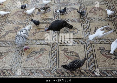 Vögel werden vom Mosaikboden aus gesehen, der aus der byzantinischen Zeit stammt und von einem palästinensischen Bauern in Al-Bureij im zentralen Gazastreifen entdeckt wurde. Der palästinensische Bauer sagt, er sei letztes Frühjahr beim Pflanzen eines Olivenbaums auf ihn gestoßen und habe ihn über mehrere Monate mit seinem Sohn ruhig ausgegraben. Experten sagen, dass die Entdeckung des Mosaikbodens - der 17 gut erhaltene Bilder von Tieren und Vögeln enthält - einer der größten archäologischen Schätze in Gaza ist. Sie sagen, es lenkt die Aufmerksamkeit auf die Notwendigkeit, die Altertümer des Gazastreifens zu schützen, die durch einen Mangel an Ressourcen und die ständige Bedrohung bedroht sind Stockfoto