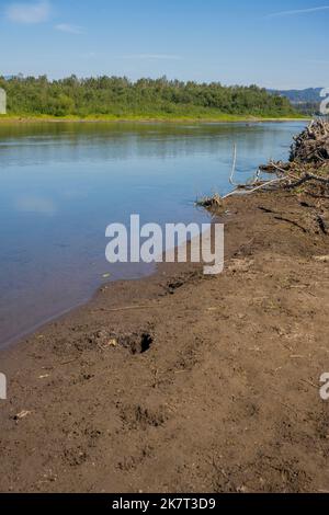 Das Sandy River Delta im Sandy River Delta Park, der sich entlang des Columbia River und des Lewis & Clark National Historic Trail befindet, in der Nähe von Portland, Oregon Stockfoto