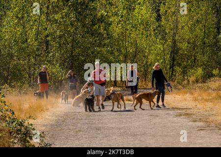 Menschen, die mit ihren Hunden auf einem Off-Leine-Trail im Sandy River Delta Park, entlang des Lewis & Clark National Historic Trail, in der Nähe von Portland, OR, wandern Stockfoto