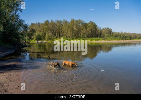 Hunde im Wasser am Sandy River Delta, Sandy River Delta Park, der sich entlang des Columbia River und des Lewis & Clark National Historic Trail befindet, in der Nähe Stockfoto