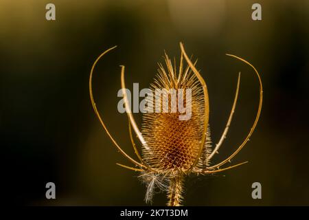 Thistle Seed Pods im Sandy River Delta Park, der sich entlang des Columbia River und des Lewis & Clark National Historic Trail befindet, in der Nähe von Portland, Oregon, USA Stockfoto