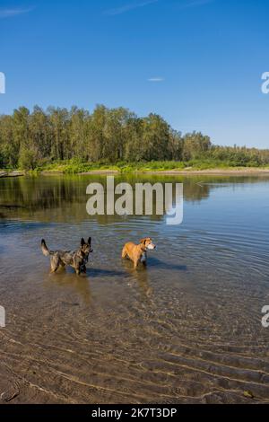 Hunde im Wasser am Sandy River Delta, Sandy River Delta Park, der sich entlang des Columbia River und des Lewis & Clark National Historic Trail befindet, in der Nähe Stockfoto