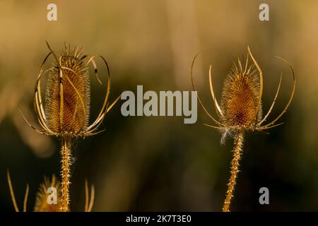 Thistle Seed Pods im Sandy River Delta Park, der sich entlang des Columbia River und des Lewis & Clark National Historic Trail befindet, in der Nähe von Portland, Oregon, USA Stockfoto