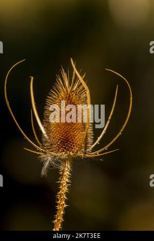 Thistle Seed Pods im Sandy River Delta Park, der sich entlang des Columbia River und des Lewis & Clark National Historic Trail befindet, in der Nähe von Portland, Oregon, USA Stockfoto