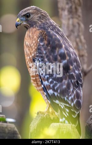 Rotschulter Falke (Buteo lineatus), der auf einem Hinterhofzaun in Metro Atlanta, Georgia, thront. (USA) Stockfoto