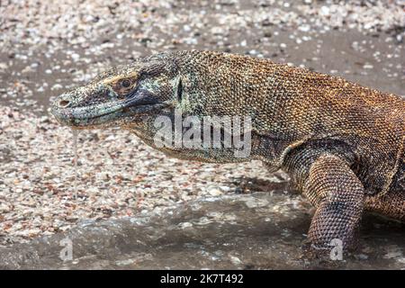 Dieser Komodo-Drache, Varanus komodoensis, taucht seine Füße im Pazifik vor Rinca Island, Indonesien. Dieses enorme Reptil hat Giftdrüsen, die Stockfoto