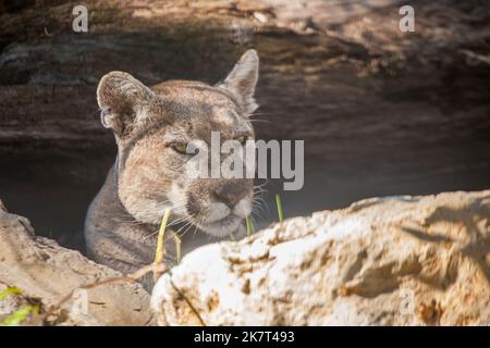 Florida Panther, Felis concolor coryi, oder Cougar, gefährdete Arten, Florida, USA. Stockfoto